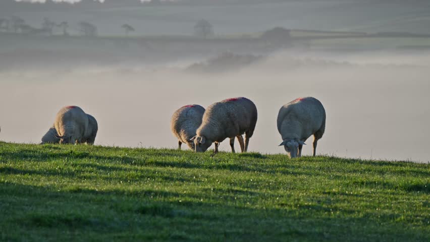 Sheep grazing on the hills with winter sunshine and morning mist