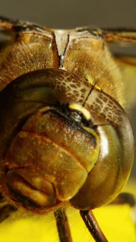 Extreme macro close-up of a large dragonfly compound eye and face. Detailed shot of the complex structure, antennae, and rough texture of the insect