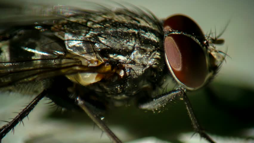 Extreme macro side profile of a house fly