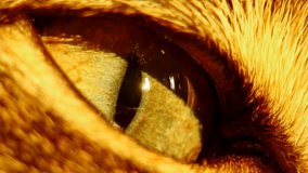 Extreme macro close-up of a cat's eye illuminated by warm, golden light. Detailed view of the amber iris, vertical pupil, and surrounding textured brown fur. Mysterious and intense feline gaze - Powered by Shutterstock - Get 15% off with code: PIKWIZARD15