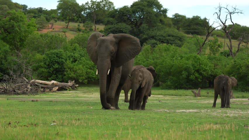 Herd of elephant in the river. Wildlife scene from nature. A herd of African elephants drinking at a waterhole lifting their trunks, Chobe National park, Botswana, Africa.