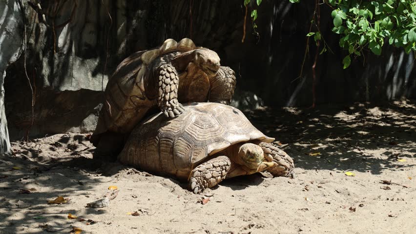 Male and female Centrochelys sulcata breed during mating season in the wild. African spurred tortoise is the third largest tortoise species in the world.