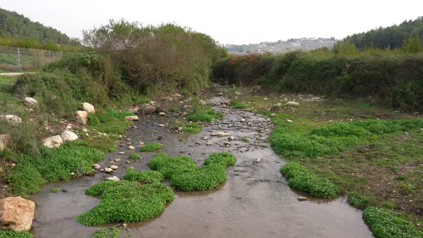 Nahal Tzipori stream in the western Lower Galilee, surrounded by rolling green hills, wildflowers, lush vegetation, and peaceful countryside landscapes.Israel.