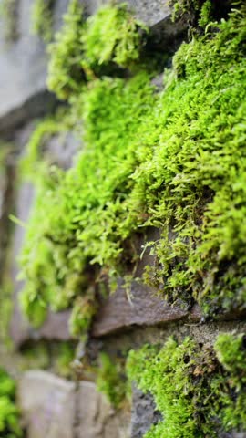 bright moss thriving on weathered stone wall, closeup view of vibrant moss growing on ancient bricks, detailed macro shot capturing lively green moss clinging to old mortar and stone surface