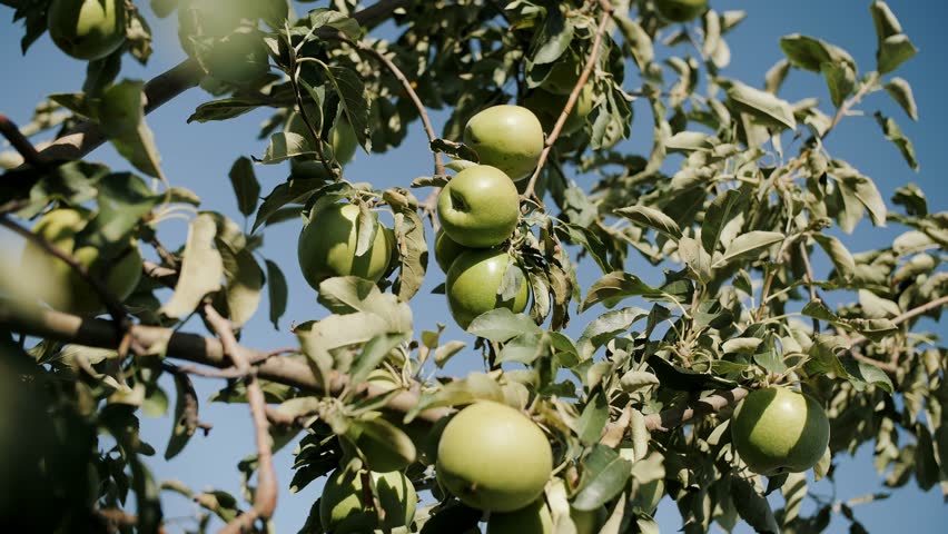 Green apple fruit in the apple garden.