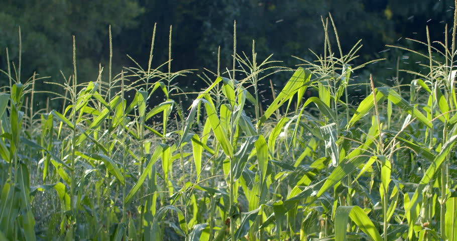 Tall corn plants being watered by a sprinkler, with water mist covering the developing tassels at the top of the crop.