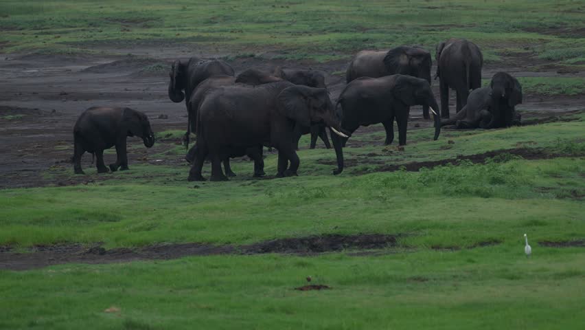 Africa green season. Herd of elephant in the river. Wildlife scene from nature. A herd of African elephants drinking at a waterhole lifting their trunks, Chobe National park, Botswana, Africa.