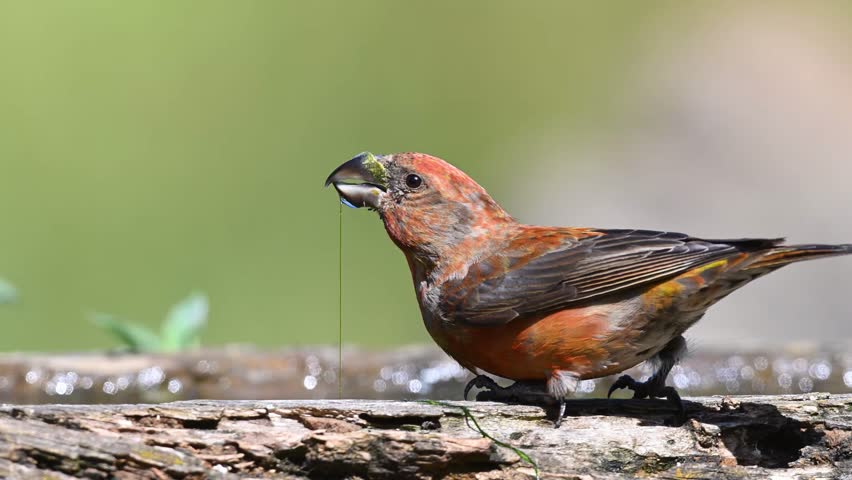 Male Crossbill (Loxia curvirostra), a striking moment as a clear droplet hangs from its beak while drinking water.	