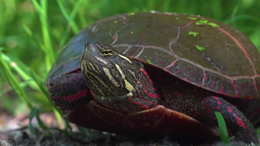 A close-up of a painted turtle resting on the ground, surrounded by lush green grass and a grave trail. Its detailed shell patterns and red markings evoke calm, natural beauty and peaceful wildlife.