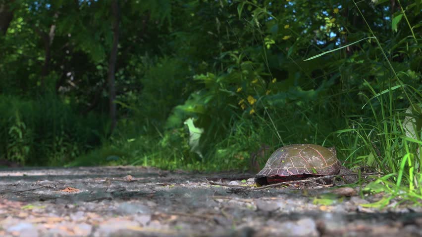 A low-angle view of a painted turtle crawling down a gravel pathway in forest during the spring.