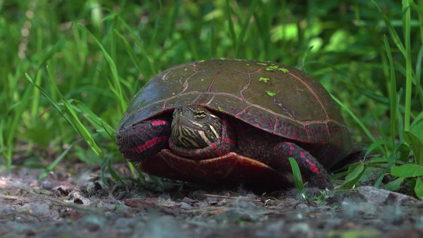 A close-up of a painted turtle resting on the ground, surrounded by lush green grass and a grave trail. Its detailed shell patterns and red markings evoke calm, natural beauty and peaceful wildlife.