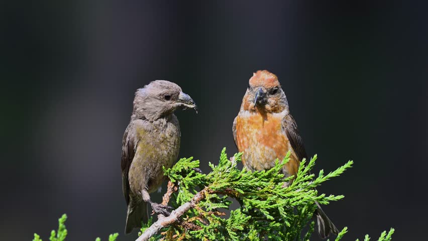 A male and female Crossbill pair (Loxia curvirostra) on a green conifer branch against a dark background.	

