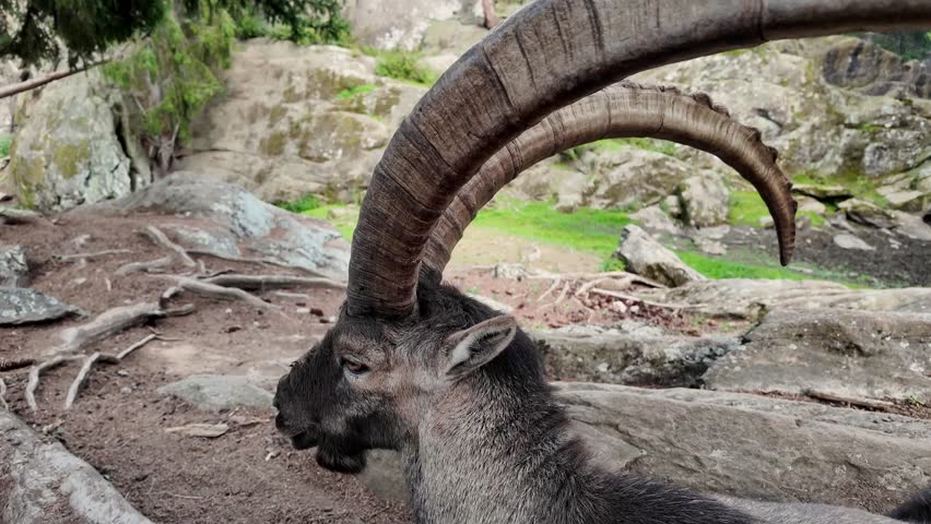 Portrait of one wild goat. Alpine ibex. Capra ibex with Large Curve Horns. One male bouquetin resting outdoors.