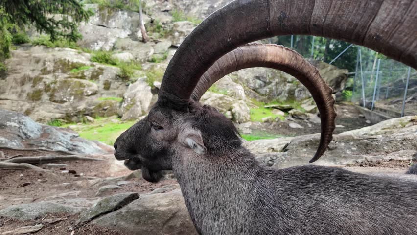 Portrait of one wild goat. Alpine ibex. Capra ibex with Large Curve Horns. One male bouquetin resting outdoors.