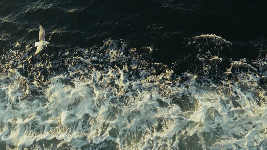 Animal Bird Seagull Flying on Sea Water