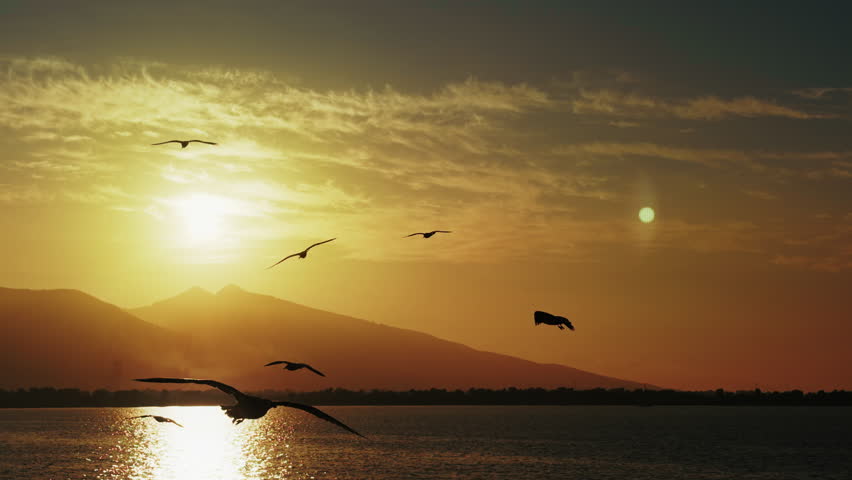 Animal Bird Seagulls Flying on Sky In The Afternoon Sun