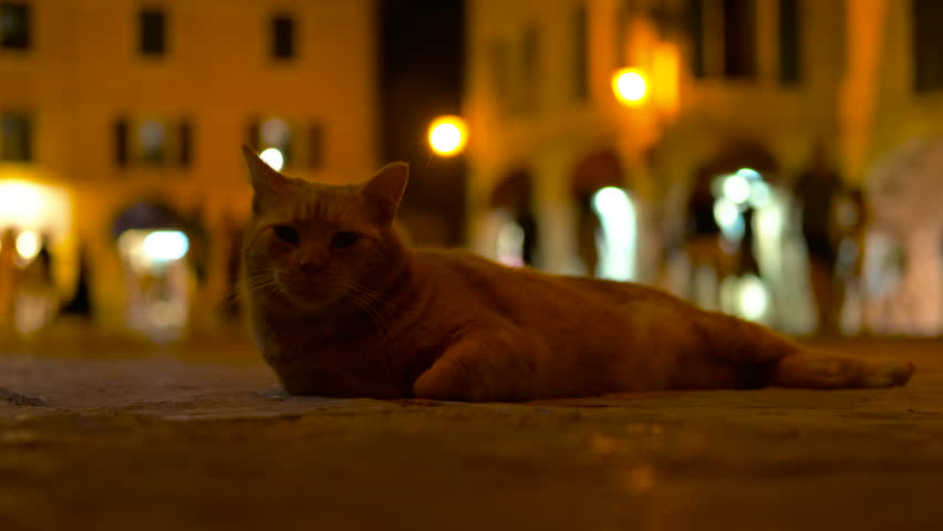 Ginger cat relaxing at night in a european square. Cute ginger cat resting on the stone pavement of a charming european square at night, with warm city lights and blurred people
