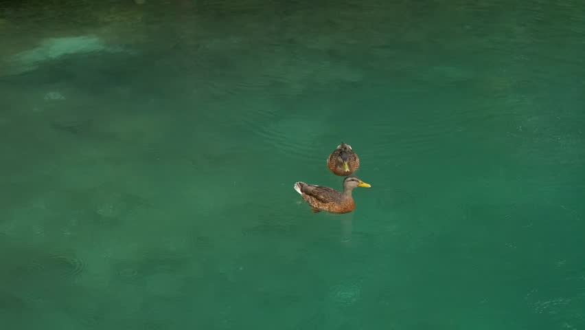 Two ducks swimming peacefully on emerald green water. Two ducks are swimming on a calm, emerald green water surface, creating gentle ripples as they glide effortlessly, showcasing the tranquility