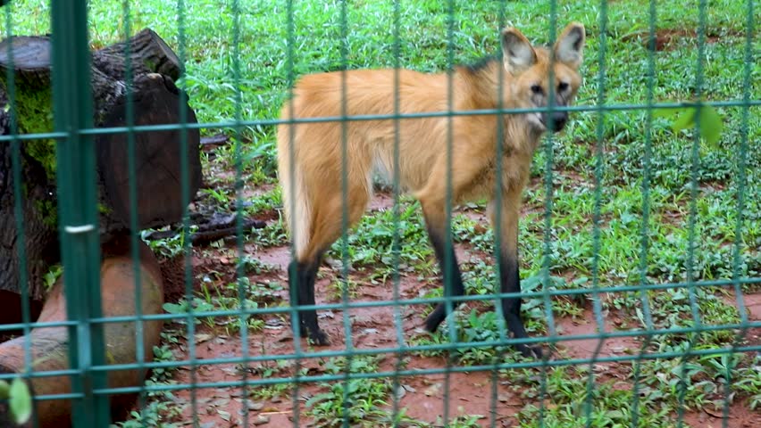 A rare maned wolf vocalizing, Chrysocyon brachyurus, an animal endemic to South America and a symbol of the Brazilian Cerrado biome.