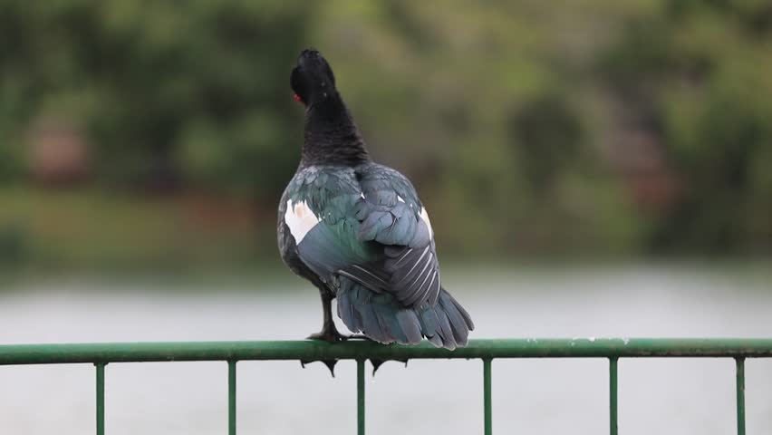 A beautiful domestic duck perched on the fence in natural movements, selective focus and blurred background.