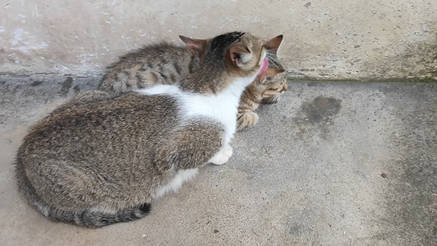 Two tabby cats are cuddling closely on a concrete surface, one with white markings. They appear relaxed and affectionate, occasionally grooming each other and looking around calmly. 