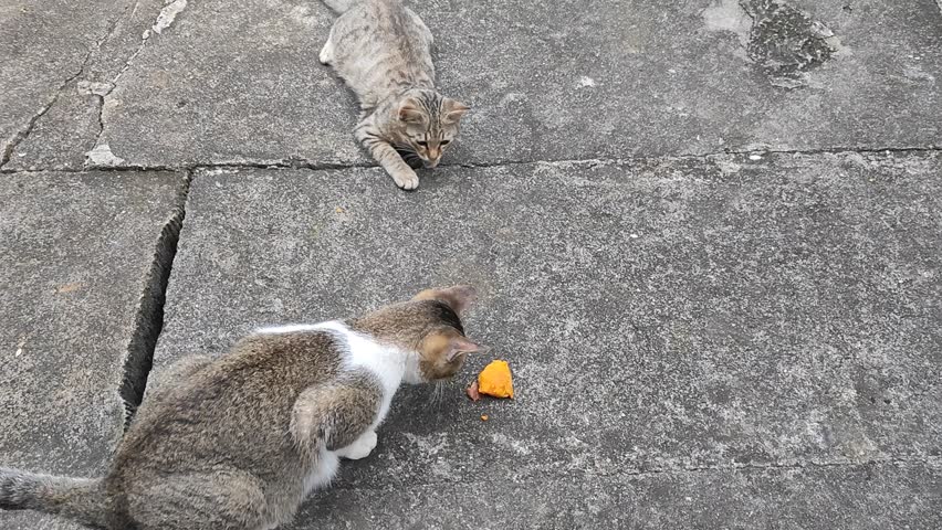 Two stray cats are seen on a concrete surface, one eating a piece of orange fruit while the other lies nearby watching. The cat in the foreground nibbles on the fruit with focus