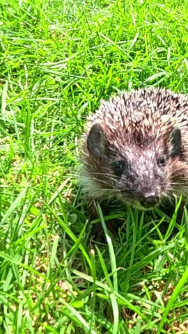 A curious hedgehog looking at the camera licks its lips and chews its food on the bright green grass. Close-up of the muzzle of a curious hedgehog.