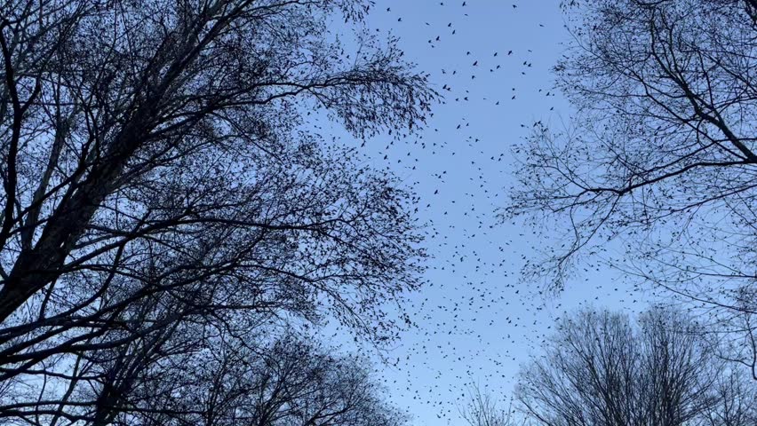 Large flock of birds in the treetops
