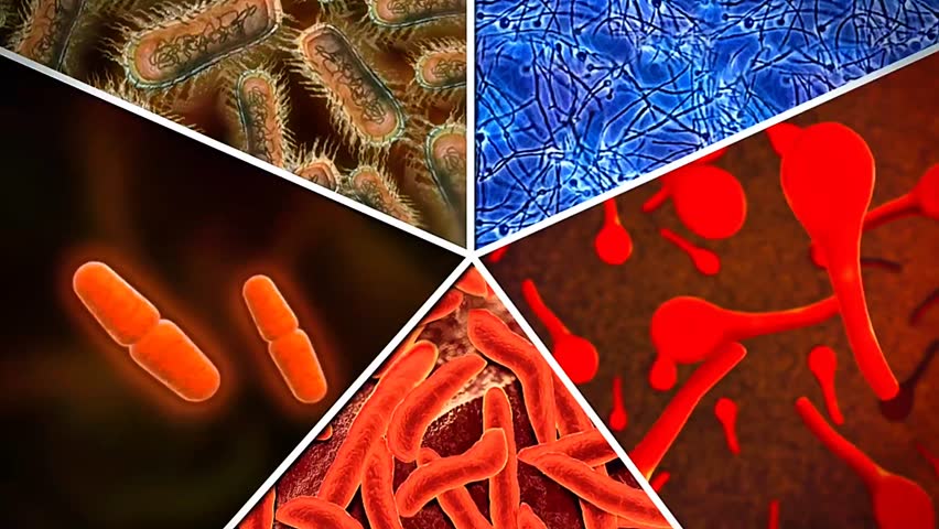 3d animation of nitrogen fixers and prokaryotes showing bacteria in soil, root nodules, nitrogen fixation, and symbiotic relationships with plants