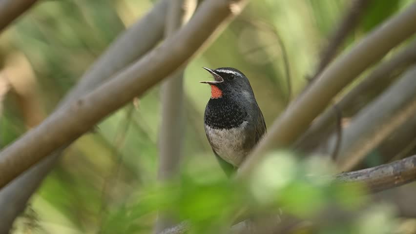 The Himalayan Rubythroat calls from a bush perch, its vivid throat shining in gentle daylight.