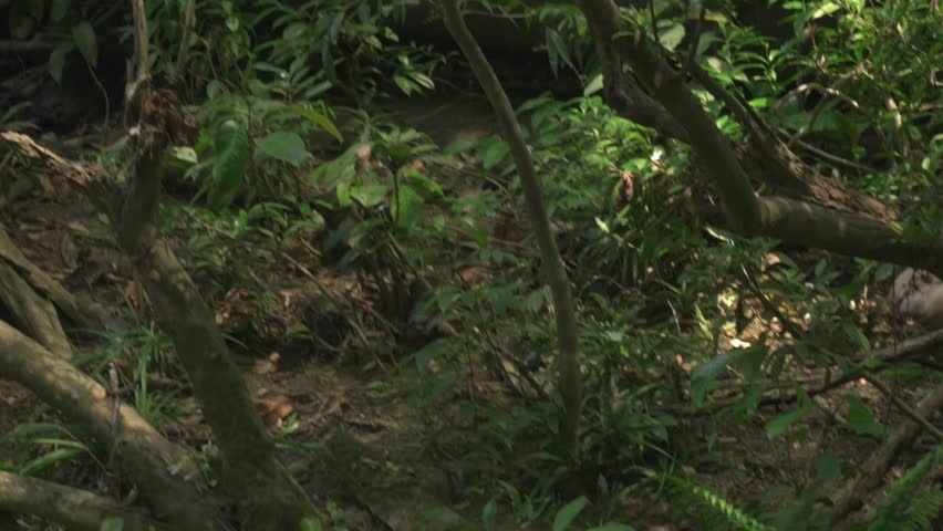 Three Asian small-clawed otters move down a forest slope toward the riverbank, weaving through plants and tree roots in Tabin Wildlife Reserve, Sabah.
