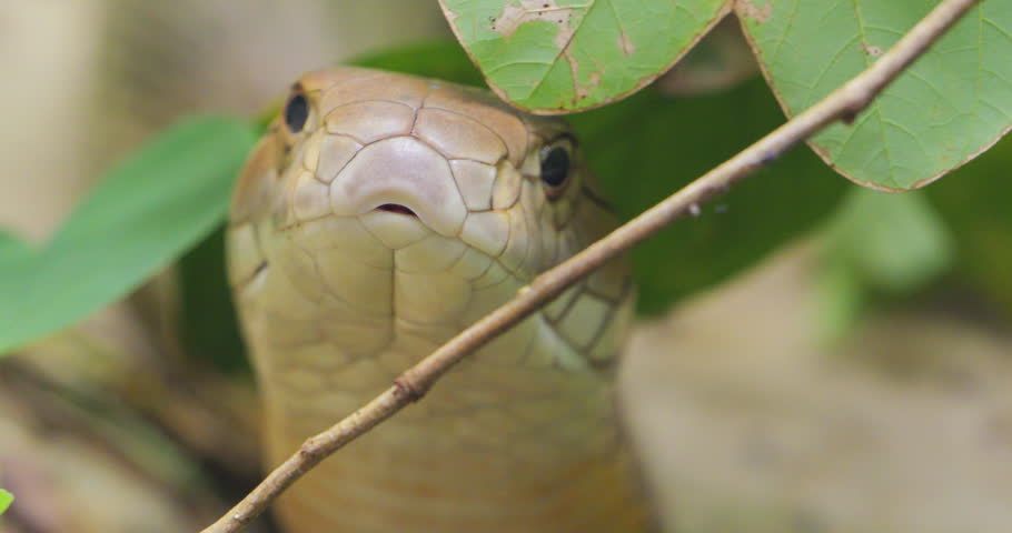 King cobra (Ophiophagus hannah) close-up portrait looking to camera