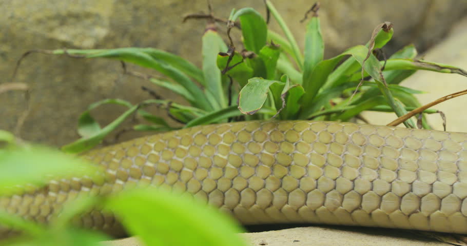 King cobra (Ophiophagus hannah) body detail crawling