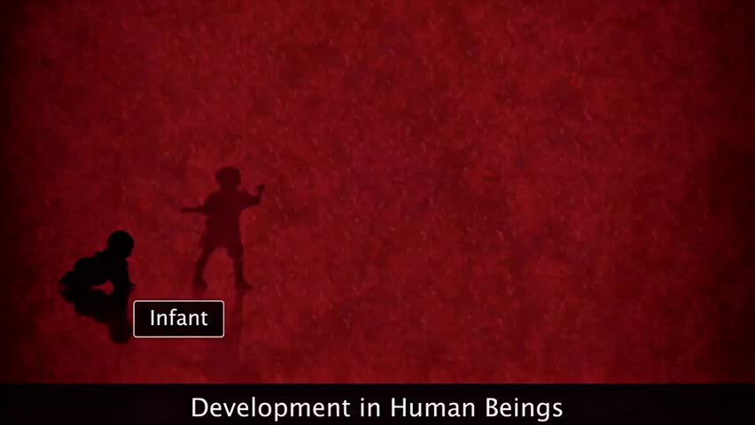 3d animation of development in human beings showing fertilization, zygote formation, cleavage, blastula stage, gastrulation, organogenesis, fetal growth, and birth process