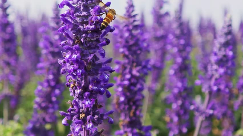 Purple lavender flowers in the garden