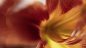 Vertical video. Nature art. Floral kaleidoscope. Defocused yellow red color lily flower petals lens flare bloom floating on abstract light background. - Powered by Shutterstock - Get 15% off with code: PIKWIZARD15