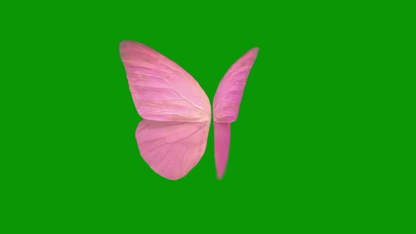 Pink butterflies flutter their wings against a green background. Seamless looping 4k video background 
