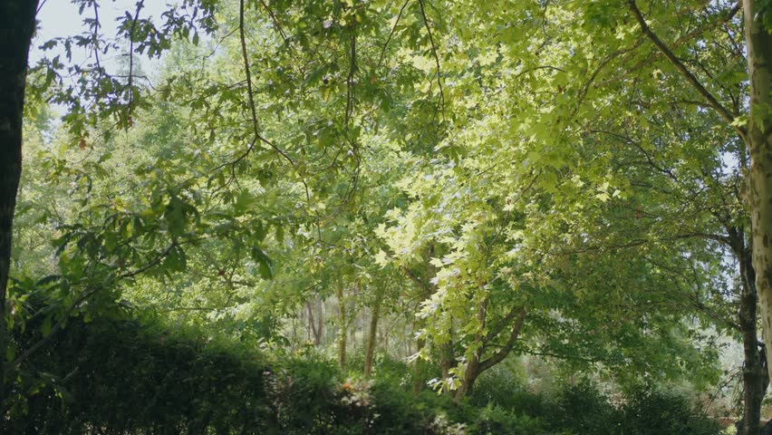 lush green leaves swaying softly under bright warm sunlight