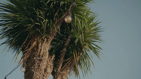palm leaves and string lights glowing softly in warm daylight - Powered by Shutterstock - Get 15% off with code: PIKWIZARD15