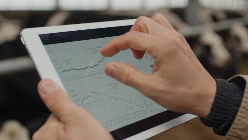 Selective-focus close-up of an unrecognizable man in a cowshed checking graphs. Modern livestock management, farm technology, and agricultural data analysis captured in detail.