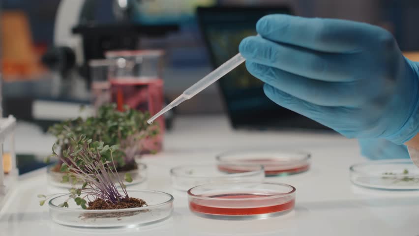 Researcher’s gloved hand dripping liquid on soil with growing seedlings, illustrating scientific experiments, plant care, and agricultural research.