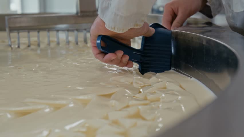 Close-up of a cheesemaker’s hands separating fresh milk curd from the vat walls, highlighting traditional cheese production, dairy processing, and artisan craftsmanship.