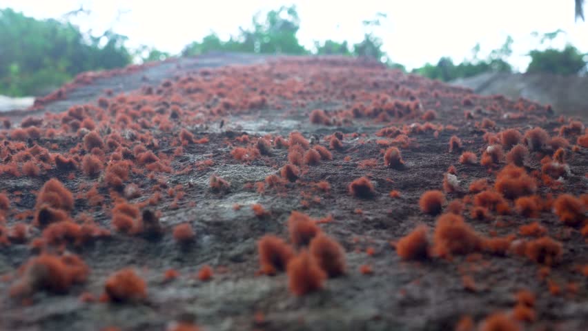 Macro shot of orange moss-like growth on a rock surface, with shallow depth of field and natural outdoor light.