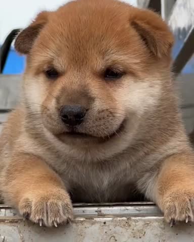 Close-up view of a small red dog with soft fur, looking attentively. Cute and detailed pet portrait.