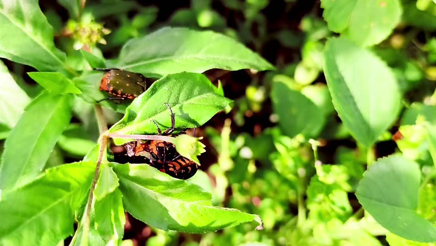 A male beetle is forcing a female beetle to make love in the leaves