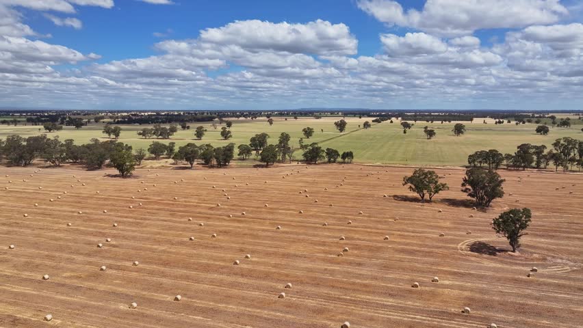 Rows of hay bales scattered over dry farmland with tree breaks