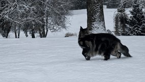 Black fluffy cat walking outdoors during snowfall - Powered by Shutterstock - Get 15% off with code: PIKWIZARD15