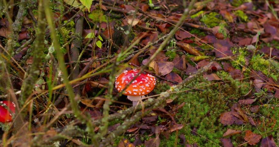 A red fly agaric mushroom grows in the forest. Close-up video of the poisonous mushroom in 4K quality