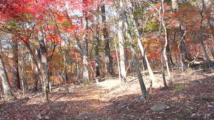Scenic View of a Deep Forest Floor Covered with Fallen Autumn Leaves and Vibrant Red Foliage.

