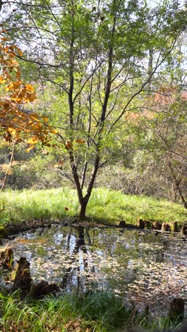 Mysterious and Tranquil Autumn Forest Pond Reflecting Trees, with Fallen Leaves Trapped in a Spiderweb.
